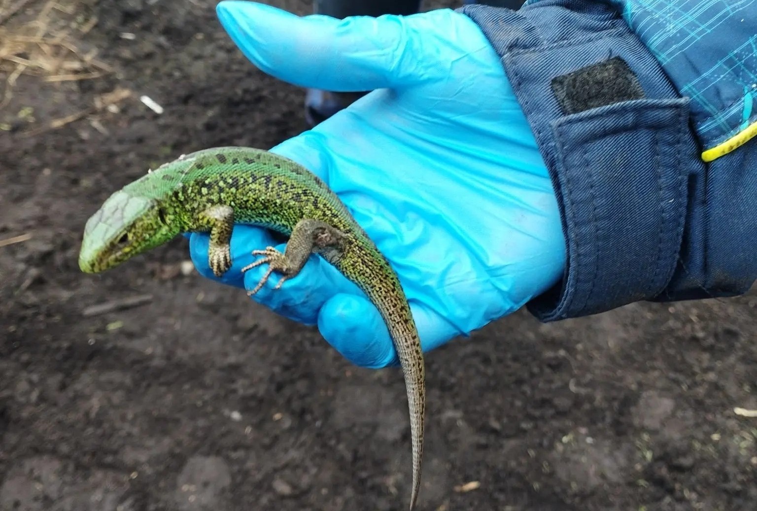 Ящерица решила погреться в шерсти овцы на саратовской ферме Ящерица решила погреться в шерсти овцы на саратовской ферме